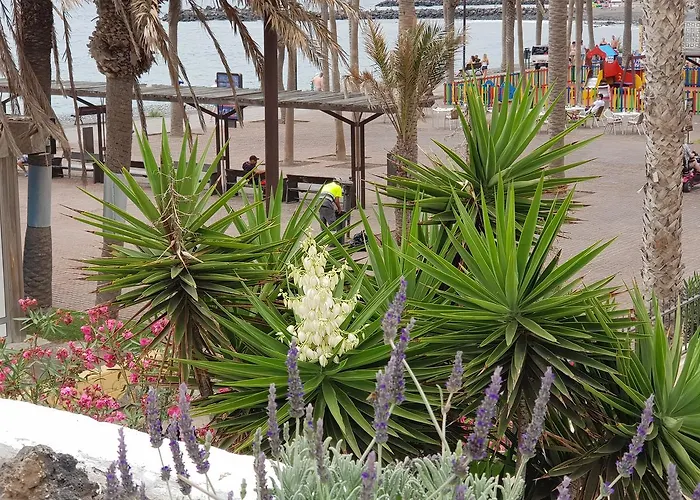 Lavanda Playa de las Americas (Tenerife)