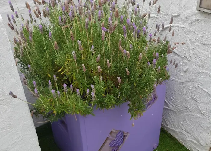 Апарт-отель Lavanda 3*